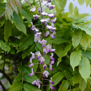 Wisteria sinensis 'Caroline' | On a 90cm cane in a 3L pot Climbing Plants