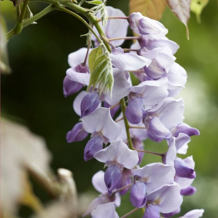 Wisteria sinensis 'Caroline' | On a 90cm cane in a 3L pot Climbing Plants