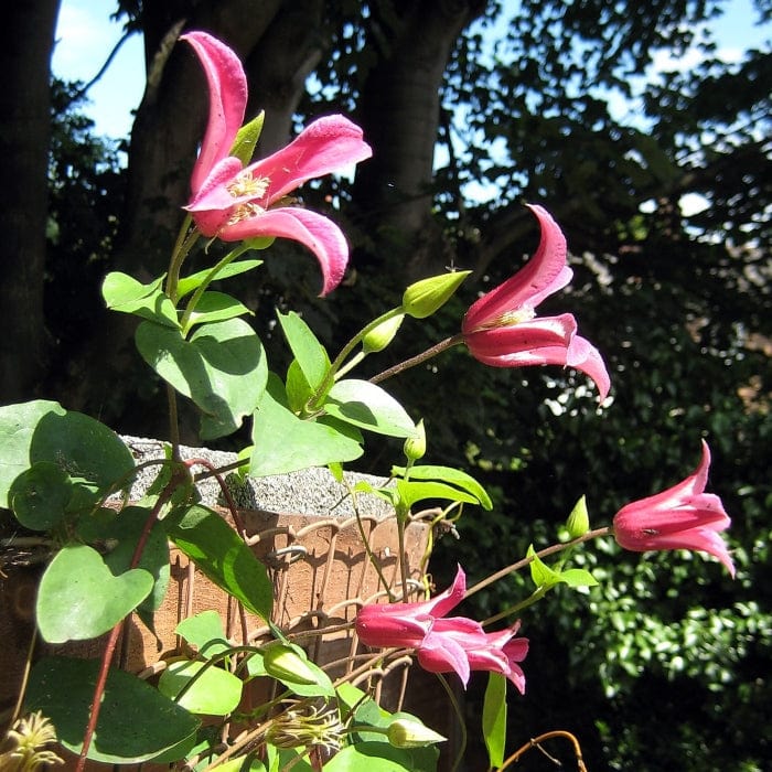 Clematis texensis 'Princess Diana' | On a 90cm cane in a 3L pot Climbing Plants