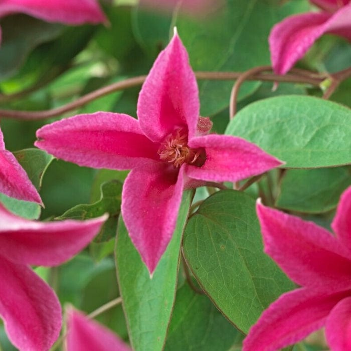 Clematis texensis 'Princess Diana' | On a 90cm cane in a 3L pot Climbing Plants
