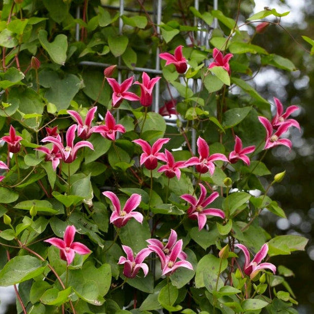 Clematis texensis 'Princess Diana' | On a 90cm cane in a 3L pot Climbing Plants