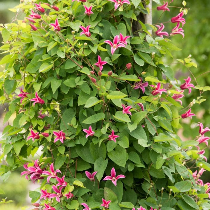 Clematis texensis 'Princess Diana' | On a 90cm cane in a 3L pot Climbing Plants