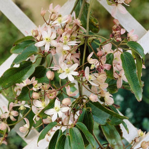 Clematis armandii 'Appleblossom' | On a 90cm cane in a 3L pot Climbing Plants