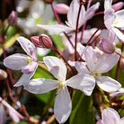 Clematis armandii 'Appleblossom' | On a 90cm cane in a 3L pot Climbing Plants