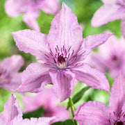 Clematis 'Hagley Hybrid' | On a 90cm cane in a 3L pot Climbing Plants