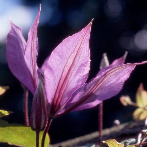 Clematis 'Hagley Hybrid' | On a 90cm cane in a 3L pot Climbing Plants