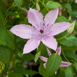 Clematis 'Hagley Hybrid' | On a 90cm cane in a 3L pot Climbing Plants