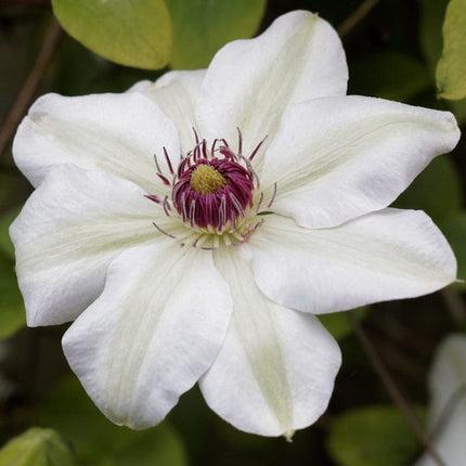 Clematis 'Miss Bateman' | On a 90cm cane in a 3L pot Climbing Plants