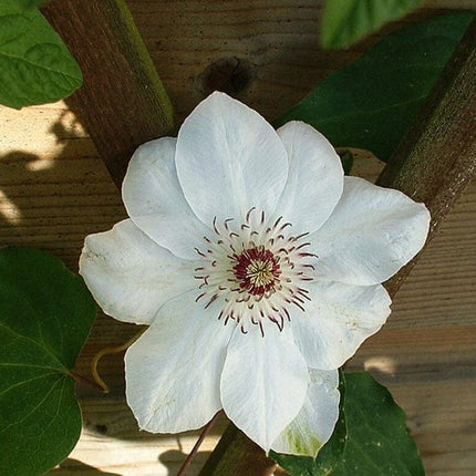 Clematis 'Miss Bateman' | On a 90cm cane in a 3L pot Climbing Plants