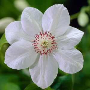 Clematis 'Miss Bateman' | On a 90cm cane in a 3L pot Climbing Plants