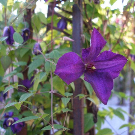 Clematis viticella 'Polish Spirit' | On a 90cm cane in a 3L pot Climbing Plants