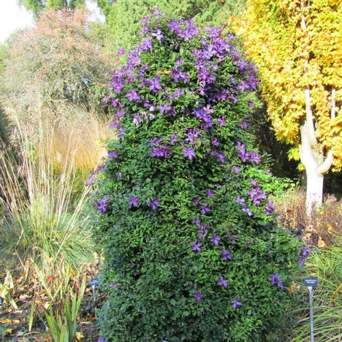 Clematis viticella 'Polish Spirit' | On a 90cm cane in a 3L pot Climbing Plants