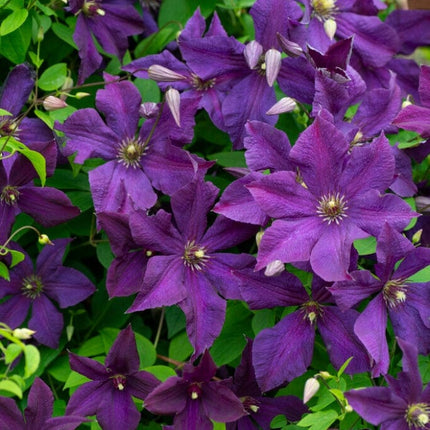 Clematis viticella 'Polish Spirit' | On a 90cm cane in a 3L pot Climbing Plants