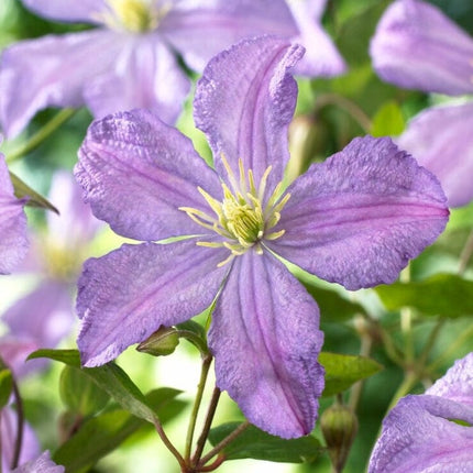 Clematis viticella 'Prince Charles' | On a 90cm cane in a 3L pot Climbing Plants