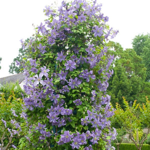 Clematis viticella 'Prince Charles' | On a 90cm cane in a 3L pot Climbing Plants