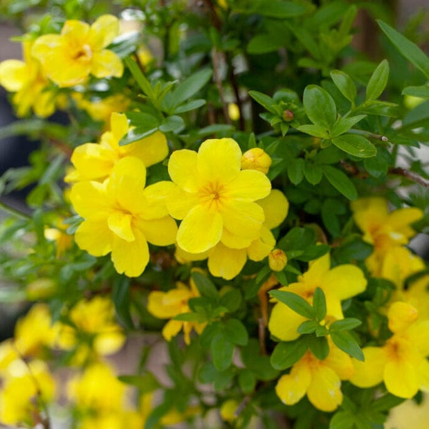 Winter Jasmine | Jasminum nudiflorum | On a 90cm cane in a 3L pot Climbing Plants