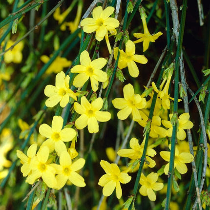 Winter Jasmine | Jasminum nudiflorum | On a 90cm cane in a 3L pot Climbing Plants