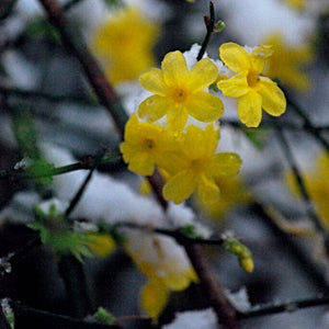 Winter Jasmine | Jasminum nudiflorum | On a 90cm cane in a 3L pot Climbing Plants