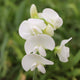 Everlasting Sweet Pea | Lathyrus latifolius White | On a 90cm cane in a 3L pot Climbing Plants