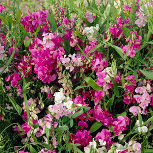 Everlasting Sweet Pea -Lathyrus latifolius Red | On a 90cm cane in a 3L pot Climbing Plants