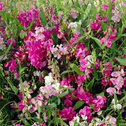 Everlasting Sweet Pea -Lathyrus latifolius Red | On a 90cm cane in a 3L pot Climbing Plants