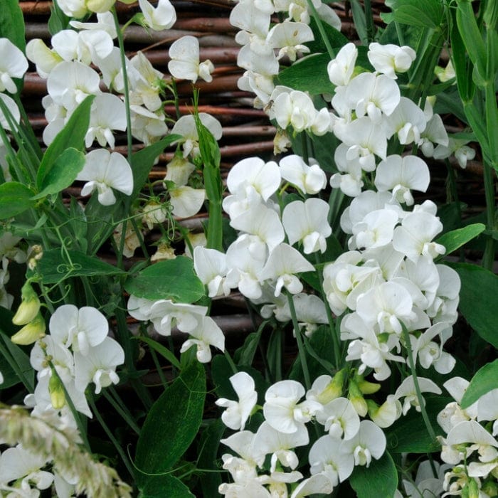 Everlasting Sweet Pea | Lathyrus latifolius White | On a 90cm cane in a 3L pot Climbing Plants