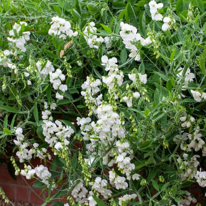 Everlasting Sweet Pea | Lathyrus latifolius White | On a 90cm cane in a 3L pot Climbing Plants