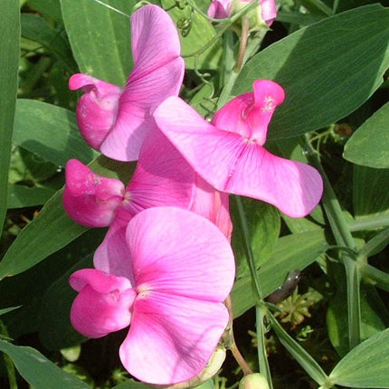 Everlasting Sweet Pea -Lathyrus latifolius Red | On a 90cm cane in a 3L pot Climbing Plants