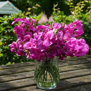 Everlasting Sweet Pea -Lathyrus latifolius Red | On a 90cm cane in a 3L pot Climbing Plants