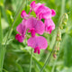 Everlasting Sweet Pea -Lathyrus latifolius Red | On a 90cm cane in a 3L pot Climbing Plants