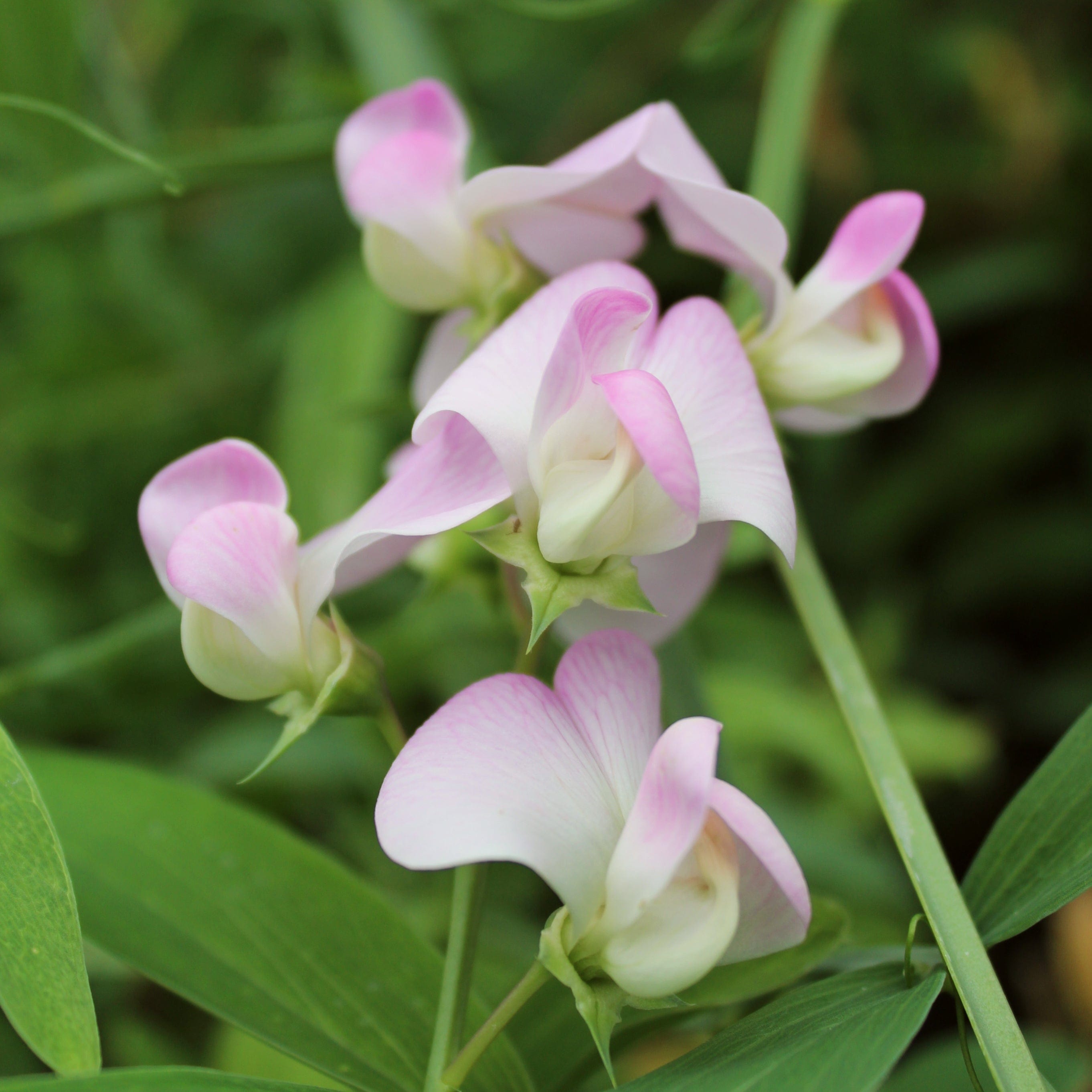 Everlasting Sweet Pea Lathyrus Latifolius Pink Roots Plants