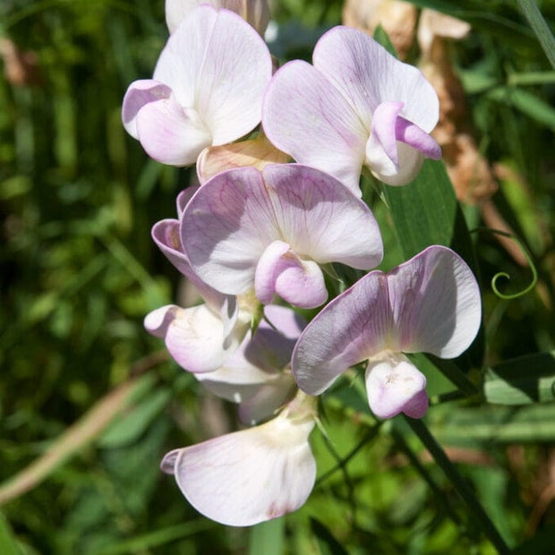 Everlasting Sweet Pea -Lathyrus latifolius Pink | On a 90cm cane in a 3L pot Climbing Plants