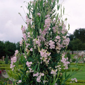 Everlasting Sweet Pea -Lathyrus latifolius Pink | On a 90cm cane in a 3L pot Climbing Plants