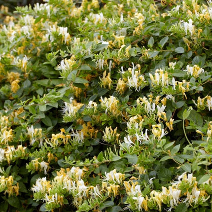 Sweetest Winter Honeysuckle | Lonicera fragrantissima | On a 90cm cane in a 3L pot Climbing Plants