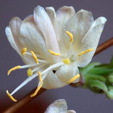 Sweetest Winter Honeysuckle | Lonicera fragrantissima | On a 90cm cane in a 3L pot Climbing Plants