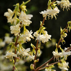 Sweetest Winter Honeysuckle | Lonicera fragrantissima | On a 90cm cane in a 3L pot Climbing Plants