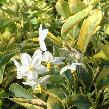 Solanum jasminoides 'Album Variegatum' | On a 90cm cane in a 3L pot Climbing Plants