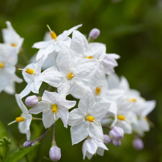 Solanum jasminoides 'Album Variegatum' | On a 90cm cane in a 3L pot Climbing Plants
