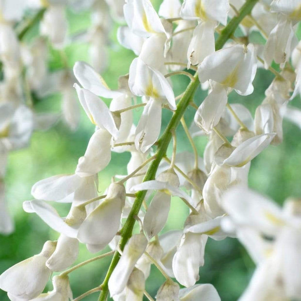 White Wisteria | Sinensis 'alba' | On a 90cm Cane in a 3L Pot Climbing Plants