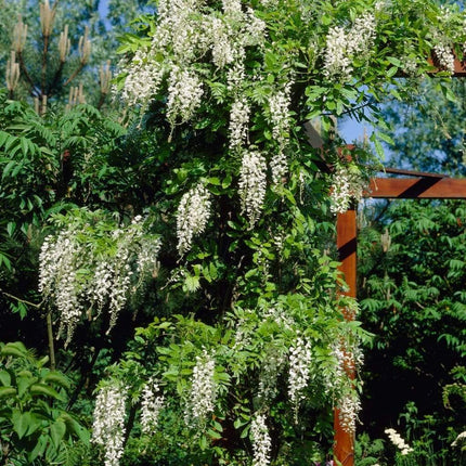 White Wisteria | Sinensis 'alba' | On a 90cm Cane in a 3L Pot Climbing Plants
