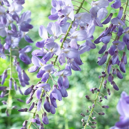 Wisteria sinensis 'Blue Sapphire' | On a 90cm Cane in a 3L Pot Climbing Plants