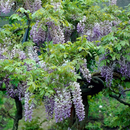 Wisteria sinensis 'Blue Sapphire' | On a 90cm Cane in a 3L Pot Climbing Plants