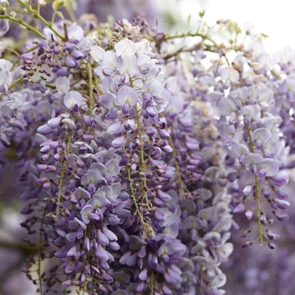 Wisteria sinensis 'Blue Sapphire' | On a 90cm Cane in a 3L Pot Climbing Plants