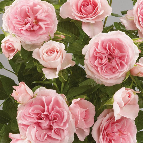 Parade Cajsa' Patio Shrub Rose Shrubs