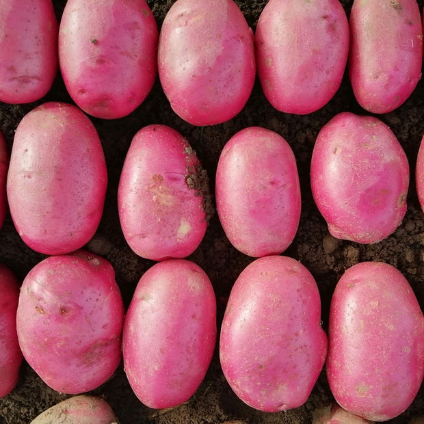 Caledonian Rose' Maincrop Seed Potatoes Vegetables