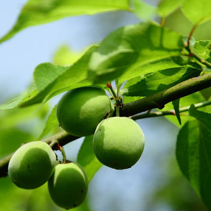 Cambridge Gage' Plum Tree Fruit Trees