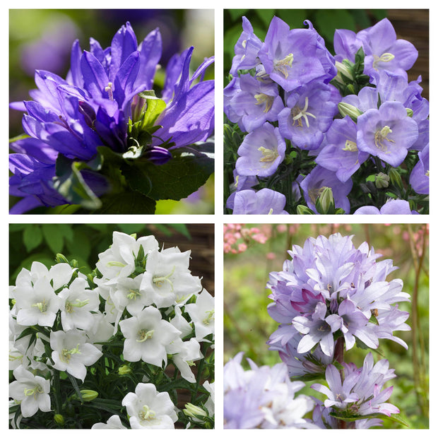 6 Campanula Collection 1L Pot Perennial Bedding