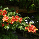 Red Trumpet Vine | Campsis tagliabuana 'Madame Galen' Climbing Plants