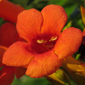 Red Trumpet Vine | Campsis tagliabuana 'Madame Galen' Climbing Plants