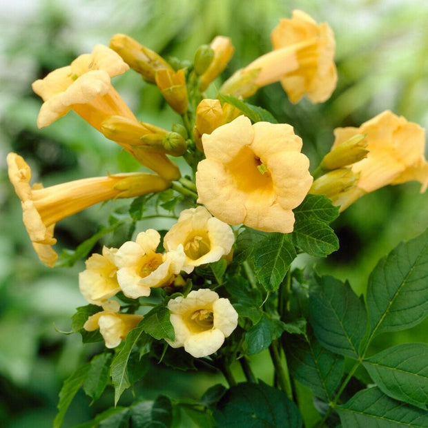 Yellow Trumpet Vine | Campsis radicans 'Flava' Climbing Plants
